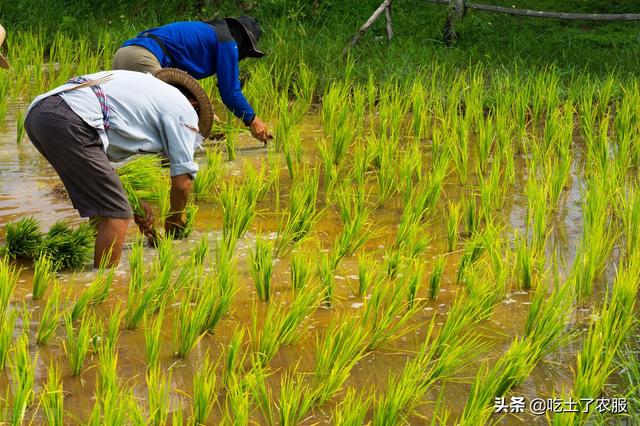 水稻病害有哪些？水稻病虫害防治时间表来了