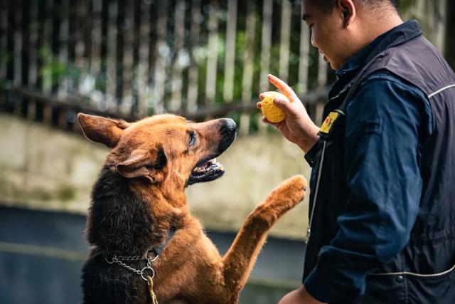 德国防暴犬 德国防暴犬（德国防爆制动器） 动物