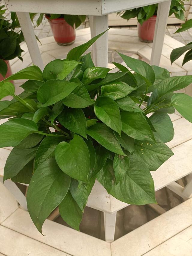花卉名称