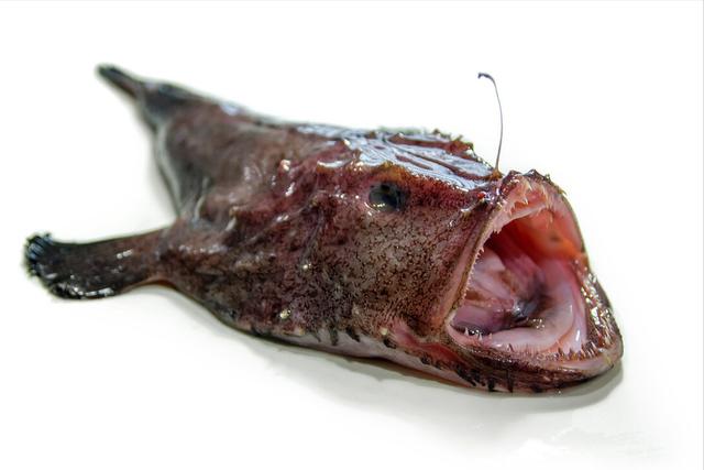 黑色的海鱼有哪些「黑色的海鱼有哪些品种图片」