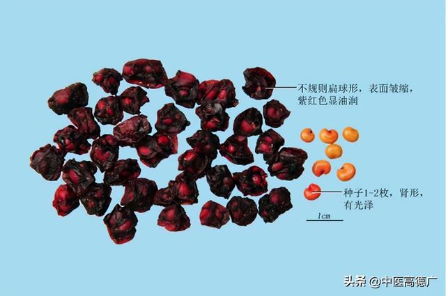 老中医说五味子：保肝护肝，均补五脏