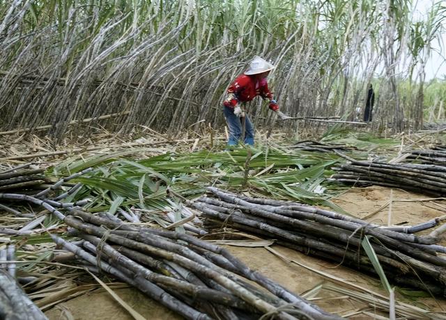 甘蔗栽培技术，要想种植高产量甘蔗，必须根据方法去管理6