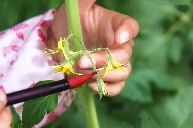 2,4-D？防落素？保花剂？茄子蘸花药用哪种更好？3