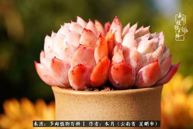 安康石英砂洗砂机厂家电话