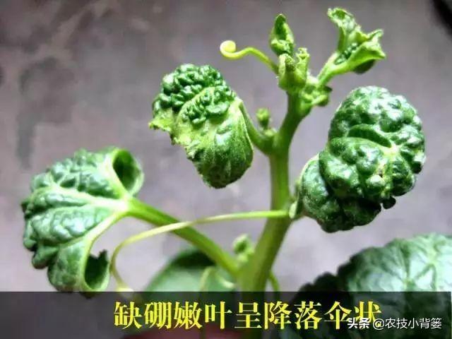 甜瓜缺硼有哪些表现？哪些原因造成的？如何才能防治甜瓜缺硼症？3