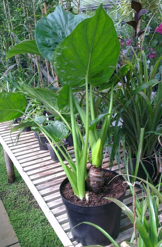 海芋花 海芋花（海芋花有几种颜色） 生活