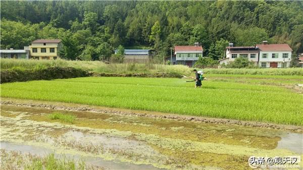 镇巴县植保站送技术到田间帮助农民科学防治水稻病虫害4