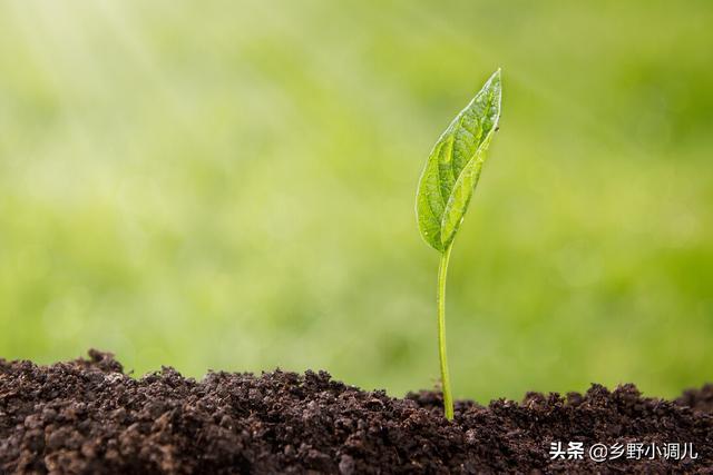 土壤如何消毒杀菌？2