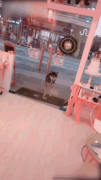 爆笑的动图GIF：得不到的永远在骚动