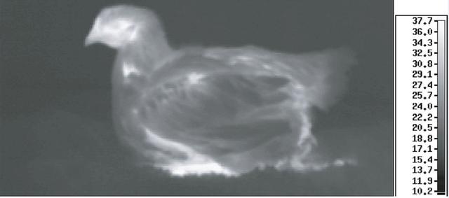 鸡皮肤在高温下会少