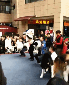 爆笑动图:倒挂树枝上拍婚纱照!现在的摄影师真的是太不容易了!