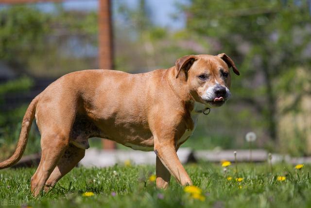 比特犬斗狗视频 比特犬斗狗视频（高清比特犬斗狗视频） 动物