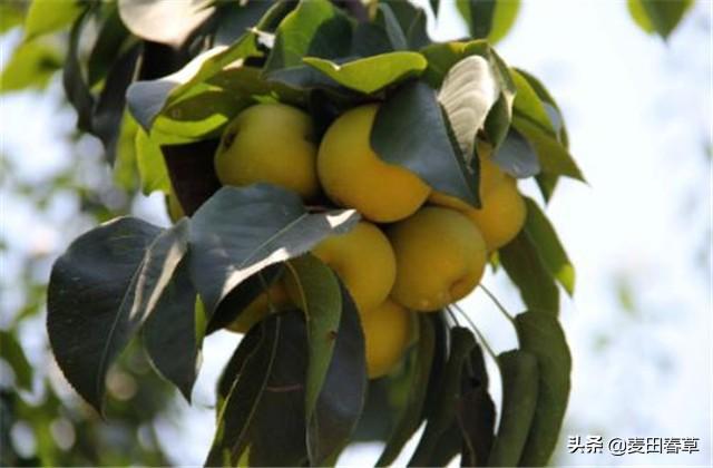 梨树种植，黄粉蚜虫的发生，及无公害防治技术要点，建议果农收藏13