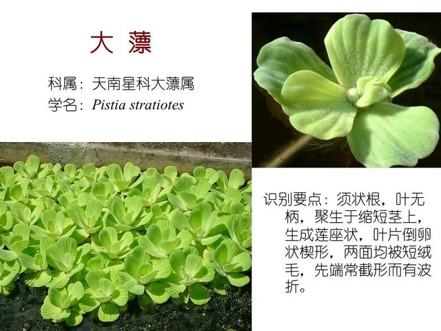 水生植物 水生植物（水生植物种植施工方案） 生活