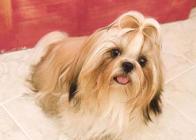 小宠物狗品种有哪些(长耳朵狗的品种大全)-艾拉养犬