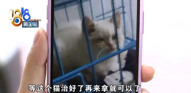 银点猫多少钱一只