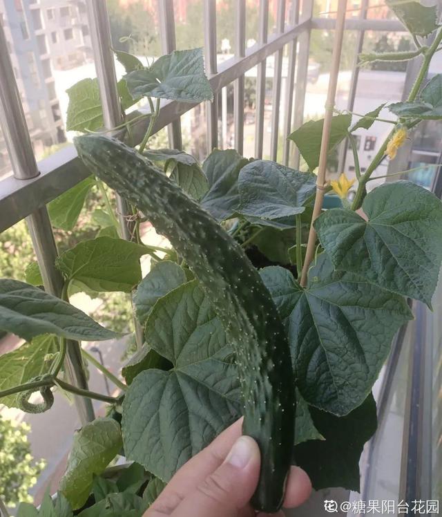 阳台种菜 阳台种菜（阳台种菜用什么土） 生活