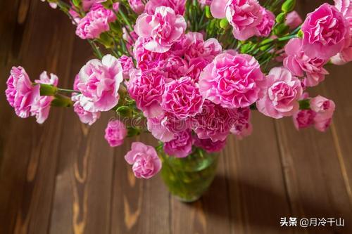 康乃馨花语和寓意康乃馨花语和寓意文案