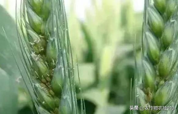 小麦拔节、孕穗、齐穗期的施肥、防病技术要点！看了不后悔9