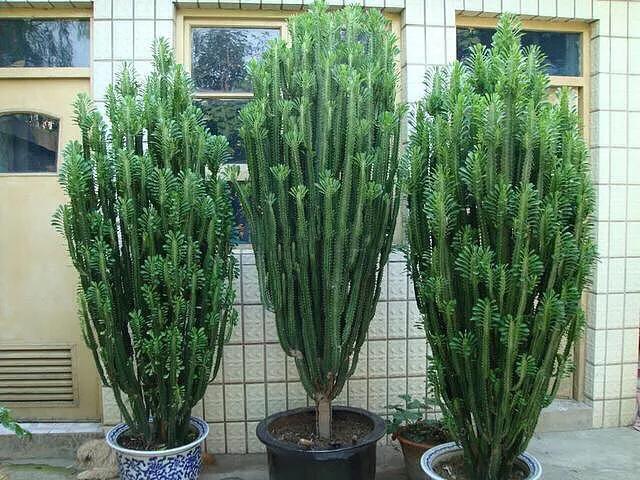 肉肉植物图片 肉肉植物图片（多肉植物图片及简介） 生活