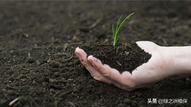 种植人一定要知道：什么是土传病害？如何有效防治？土壤是关键4