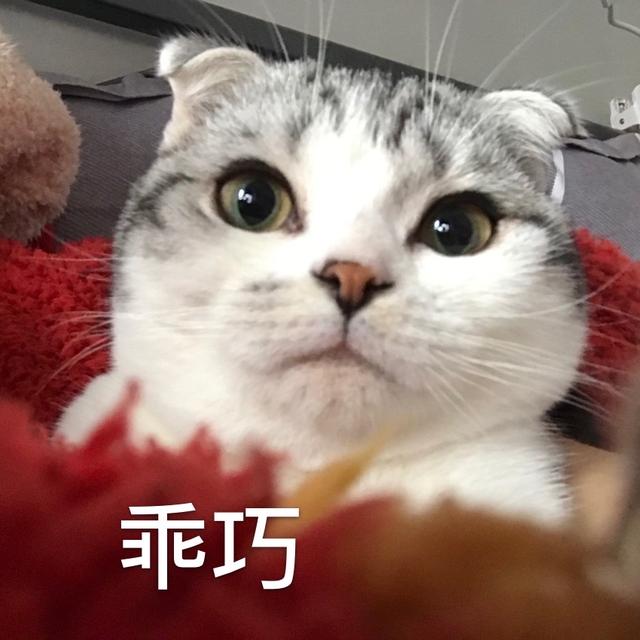 公猫绝育