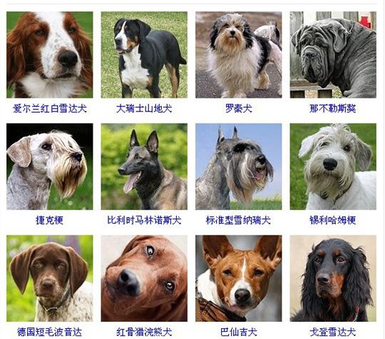 【名犬介绍】最齐全的狗狗品种大全,带图片记得收藏