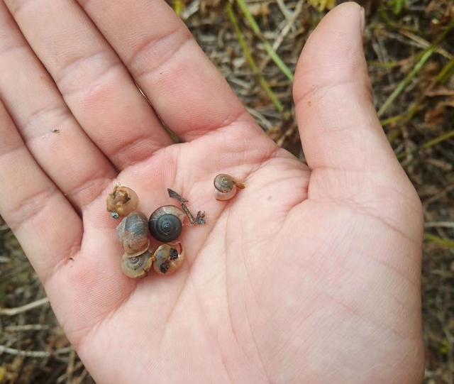 种植花生遇到蜗牛危害不知咋办？别慌，做好以下三步即可轻松防治5