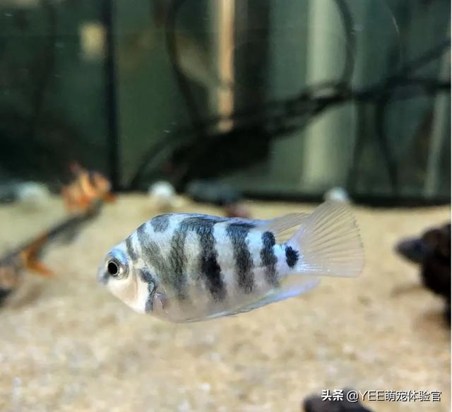 鹦鹉鱼鱼鳞掉了还能长出来吗