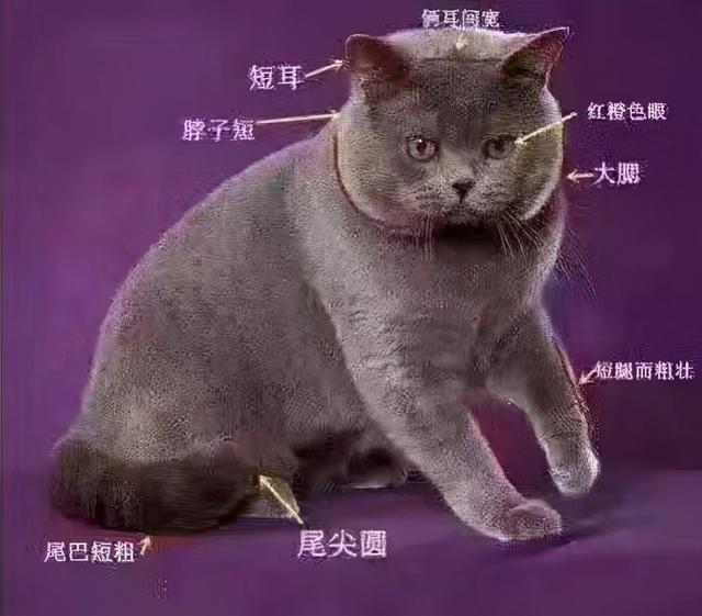 demo 欧洲短毛猫（欧洲短毛猫图片） 动物