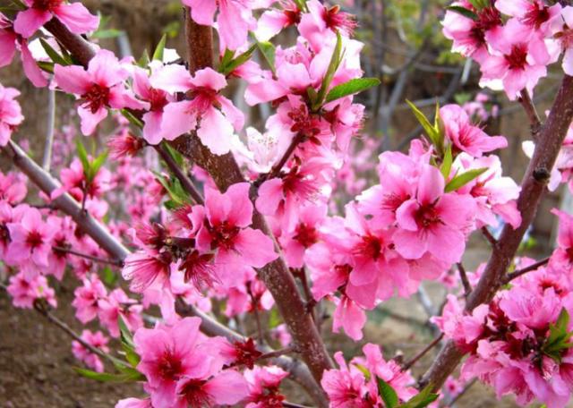 人间四月芳菲尽 山寺桃花始盛开丨探析古代桃花文化的演变历程 太阳信息网