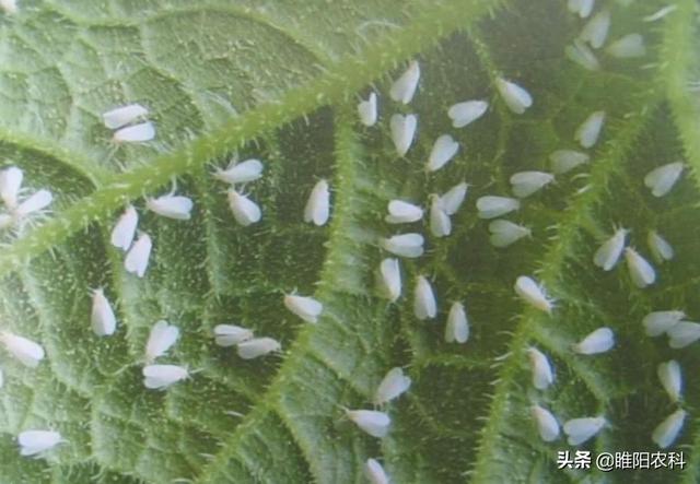 这个新药专治蚜虫白粉虱蓟马，瞬间阻止害虫吮吸，1天杀死害虫