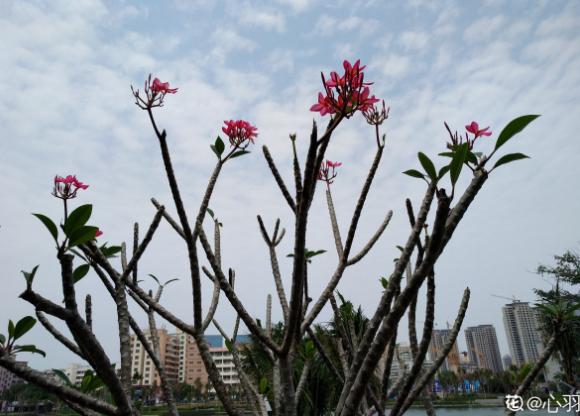 鸡蛋花