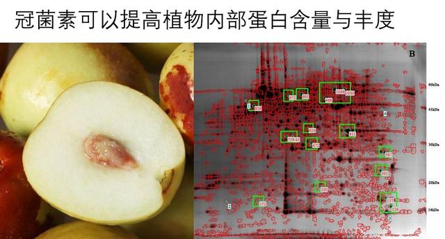 COR-冠菌素，冬枣脱青着色的关键技术，想提高收益的来看看6