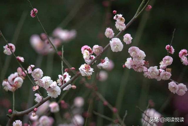 梅花的精神