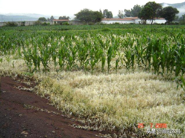 玉米田最安全的除草剂，几乎所有玉米品种都可用，除草干净又彻底4