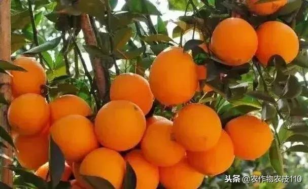 「柑橘」品种大全，哪个前景最好？这文太好了！2