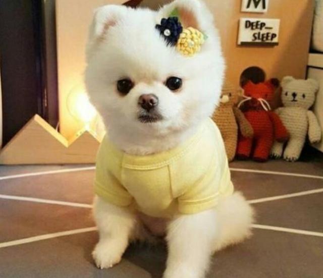 英系博美价格 英系博美价格(天津市英系博美什么价格) 创业融资