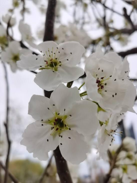 花草图片大全