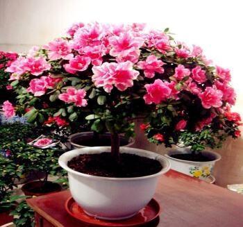 杜鹃花养殖