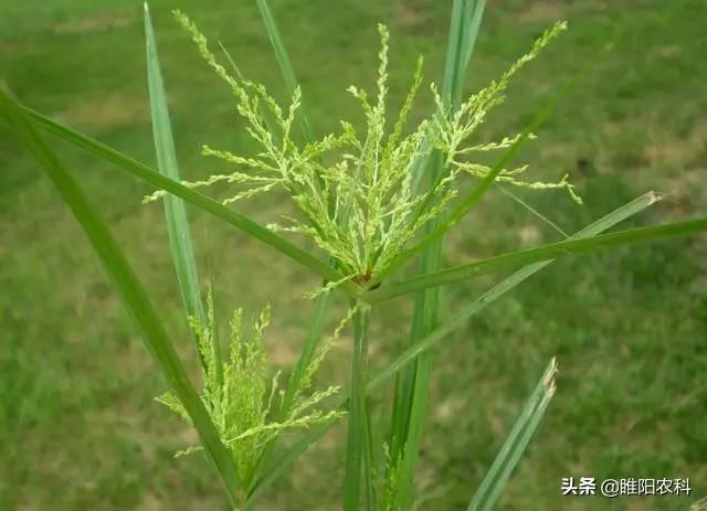 这个新药可治稻田几乎所有杂草，对千金子、稗草等特效，3天根除4