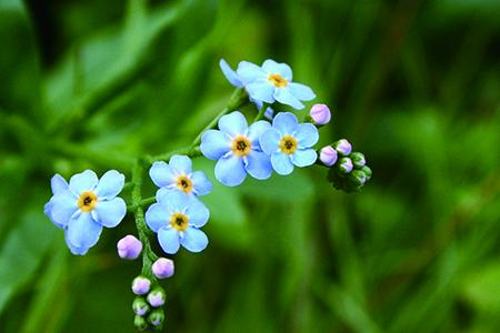 勿忘我花语 勿忘我花语「蓝色勿忘我花语」 生活