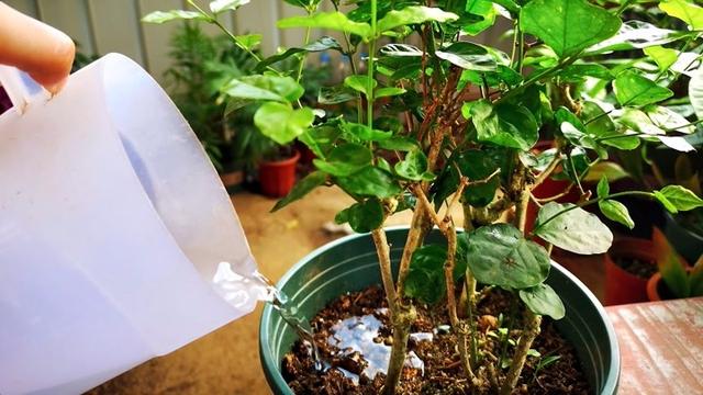 茉莉花怎么养