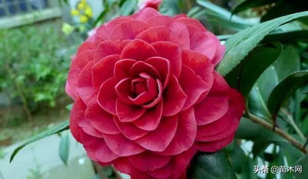 山茶花怎么养（山茶花的养殖方法和注意事项）