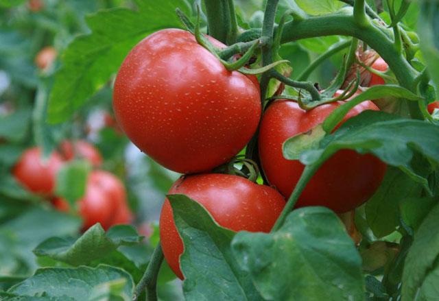 西红柿果实表面有黑斑，影响品质和销售，究竟哪些病害导致的呢？