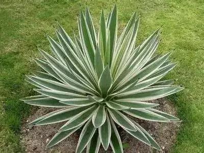 50种浪漫鲜花花语大全 50种浪漫鲜花花语大全（50种浪漫鲜花花语大全图片） 生活