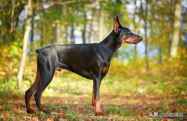 杜兵犬 杜兵犬（杜宾犬咬人） 动物