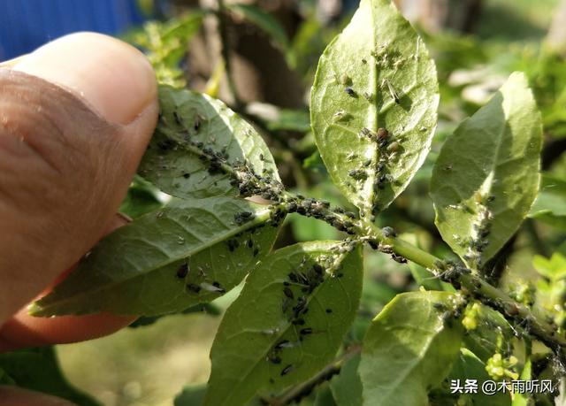 防治花椒树上的蚜虫，打什么药好？