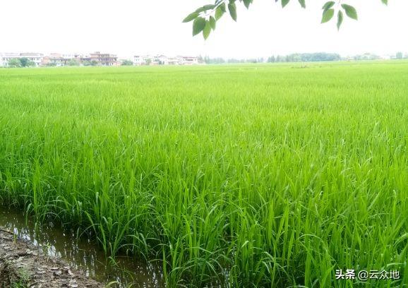 水稻打除草剂时能加杀虫剂吗？千万别乱配，混配应掌握原则和技巧2