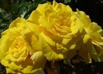 50种浪漫鲜花花语大全 50种浪漫鲜花花语大全（50种浪漫鲜花花语大全图片） 生活
